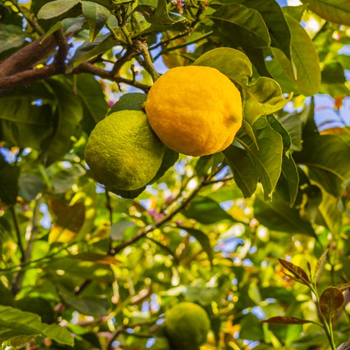 Саджанці лимона Улюбленець Саджанці лимона Улюбленець