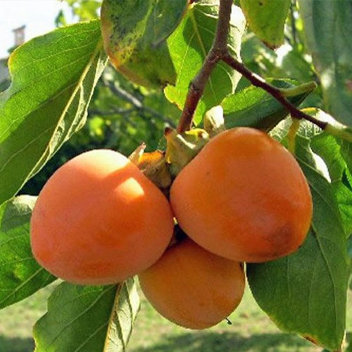 Саджанці хурми Божий Дар (привитий) - 1-річний