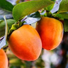 Саджанці хурми Биче Серце (привитий) - 3-річний Саджанці хурми Биче Серце (привитий) - 3-річний