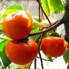 Саджанці хурми Джон Рік (привитий) - 3-річний Саджанці хурми Джон Рік (привитий) - 3-річний