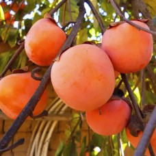 Саджанці хурми Гора Говерла (привитий) - 3-річний Саджанці хурми Гора Говерла (привитий) - 3-річний