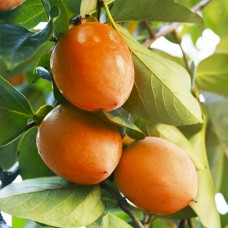 Саджанці хурми Колгоспниця (привитий) - 3-річний Саджанці хурми Колгоспниця (привитий) - 3-річний