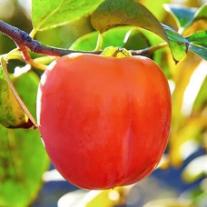 Саджанці хурми Корольок (привитий) - 3-річний Саджанці хурми Корольок (привитий) - 3-річний