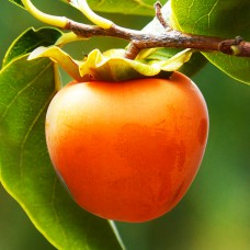 Саджанці хурми Мідер (привитий) - 3-річний Саджанці хурми Мідер (привитий) - 3-річний