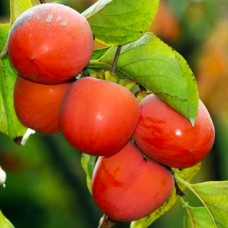 Саджанці хурми Микитська Бордова (привитий) - 3-річний Саджанці хурми Микитська Бордова (привитий) - 3-річний