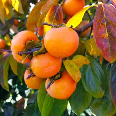 Саджанці хурми Шарон (привитий) - 3-річний Саджанці хурми Шарон (привитий) - 3-річний