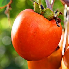 Саджанці хурми Скіфське Золото (привитий) - 3-річний Саджанці хурми Скіфське Золото (привитий) - 3-річний