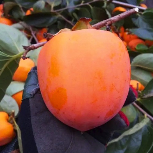 Саджанці хурми Українка (привитий) - 3-річний