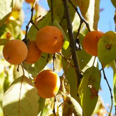 Саджанці хурми Віргінська (сіянець) - 1-річний Саджанці хурми Віргінська (сіянець) - 1-річний