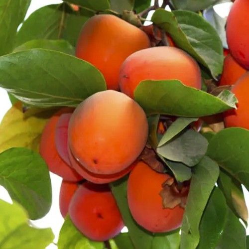 Саджанці хурми Знахідка (привитий) - 1-річний