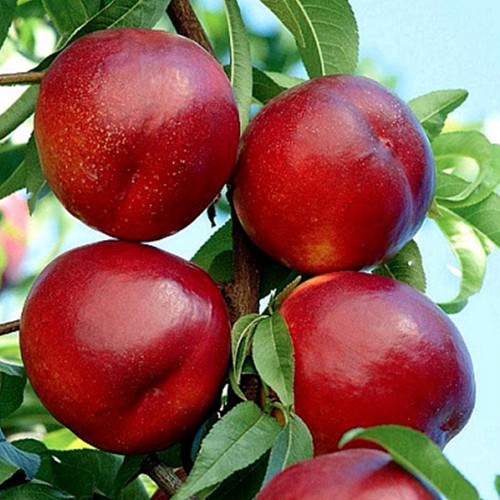 Саджанці колоновидного нектарину Фантазія (привитий)