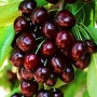 Саджанці колоновидної вишні Королева (привитий)