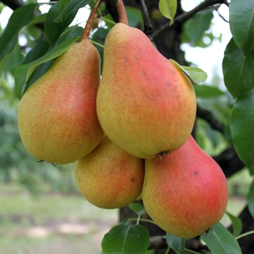 Саджанці колоновидної груші Сапфіра (привитий)