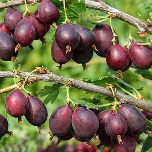 Саджанці агрусу Чорна Крапля Саджанці агрусу Чорна Крапля