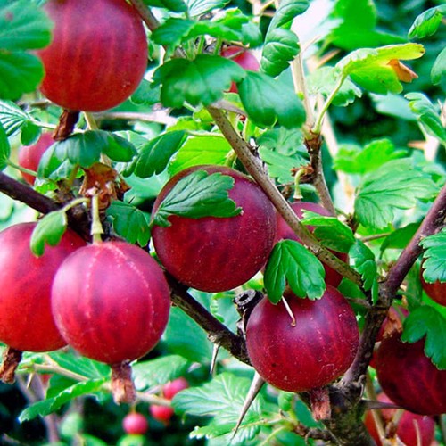 Саджанці агрусу Легендарний Саджанці агрусу Легендарний