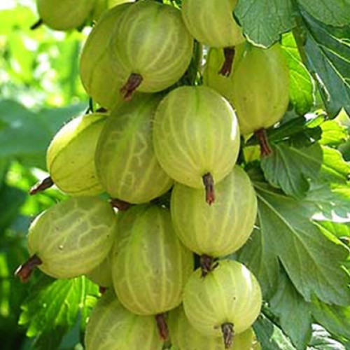 Саджанці агрусу Скарб Саджанці агрусу Скарб