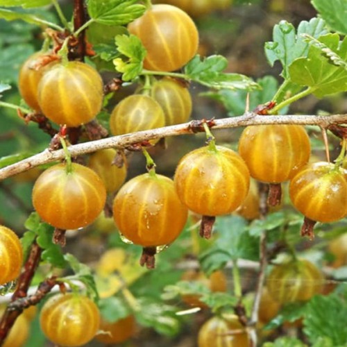 Саджанці агрусу Золотистий Саджанці агрусу Золотистий