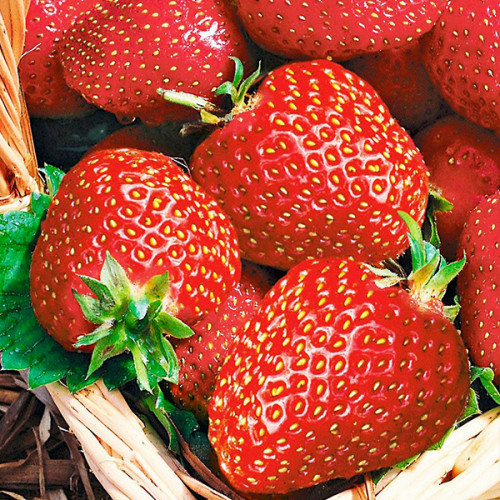 Саджанці полуниці Альба (10 штук)