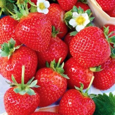 Саджанці полуниці Альбіон (10 штук) (ремонтантна) Саджанці полуниці Альбіон (10 штук) (ремонтантна)