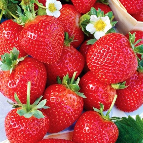 Саджанці полуниці Альбіон (10 штук) (ремонтантна)