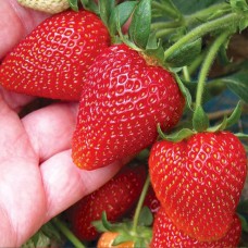 Саджанці полуниці Алегро (10 штук) Саджанці полуниці Алегро (10 штук)