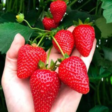 Саджанці полуниці Амі (10 штук) Саджанці полуниці Амі (10 штук)