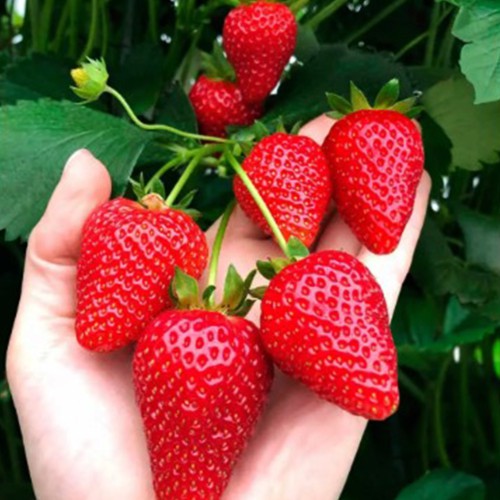 Саджанці полуниці Амі (10 штук)