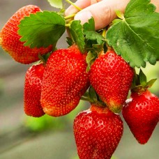 Саджанці полуниці Азія (10 штук) Саджанці полуниці Азія (10 штук)