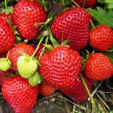 Саджанці полуниці Дерселект (10 штук) Саджанці полуниці Дерселект (10 штук)