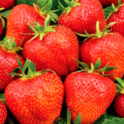 Саджанці полуниці Гігантелла (10 штук) Саджанці полуниці Гігантелла (10 штук)