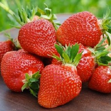 Саджанці полуниці Клері (10 штук) Саджанці полуниці Клері (10 штук)