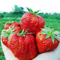 Саджанці полуниці Гігантела Максі (10 штук) Саджанці полуниці Гігантела Максі (10 штук)