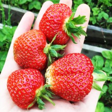 Саджанці полуниці Ірма (10 штук) (ремонтантна) Саджанці полуниці Ірма (10 штук) (ремонтантна)