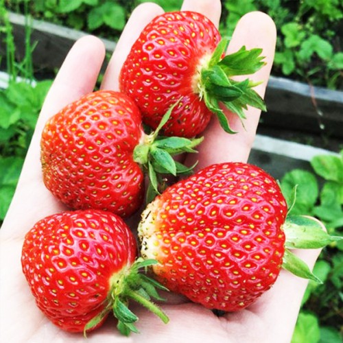 Саджанці полуниці Ірма (10 штук) (ремонтантна)