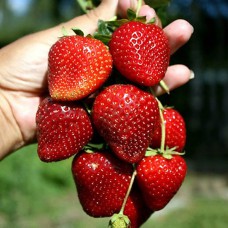 Саджанці полуниці Кабрілло (10 штук) (ремонтантна) Саджанці полуниці Кабрілло (10 штук) (ремонтантна)