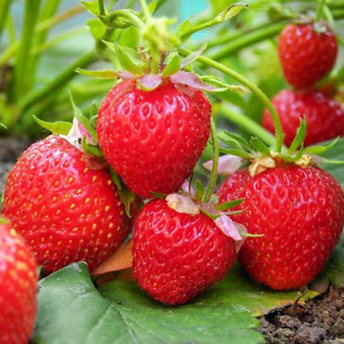 Саджанці полуниці Хоней (10 штук) Саджанці полуниці Хоней (10 штук)