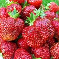 Саджанці полуниці Королева Єлізавета (10 штук) (ремонтантна) Саджанці полуниці Королева Єлізавета (10 штук) (ремонтантна)