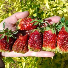 Саджанці полуниці Купчиха (10 штук) Саджанці полуниці Купчиха (10 штук)