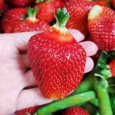 Саджанці полуниці Магнус (10 штук) Саджанці полуниці Магнус (10 штук)