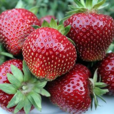 Саджанці полуниці Мальвіна (10 штук)