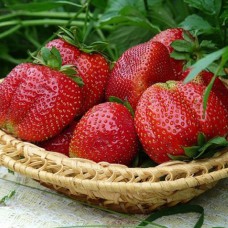 Саджанці полуниці Мармелада (10 штук)