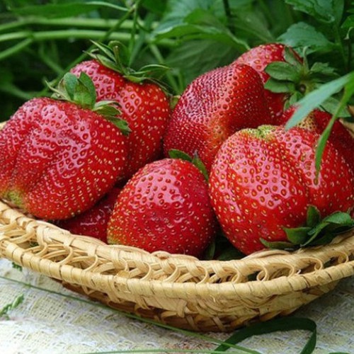 Саджанці полуниці Мармелада (10 штук) - 1-річний