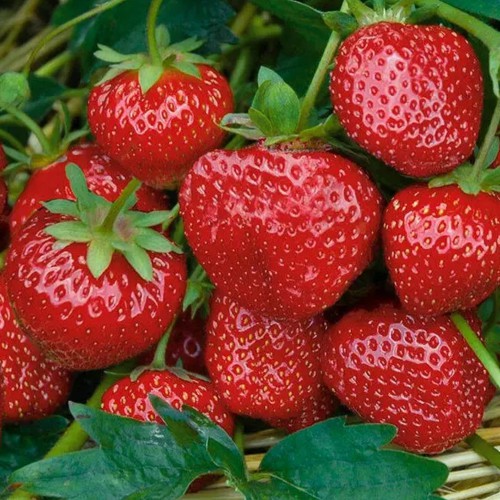 Саджанці полуниці Пандора (10 штук)