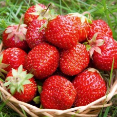 Саджанці полуниці Пегас (10 штук) Саджанці полуниці Пегас (10 штук)