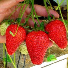 Саджанці полуниці Роксана (10 штук) Саджанці полуниці Роксана (10 штук)