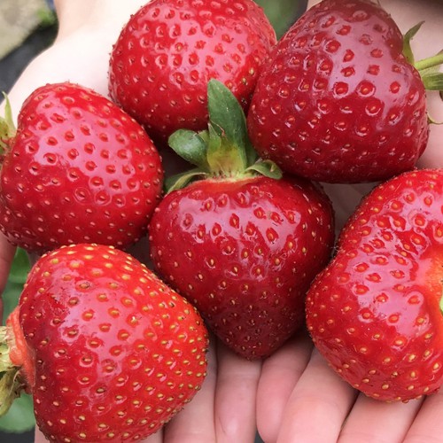 Саджанці полуниці Румба (10 штук)