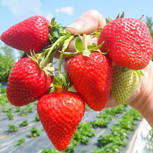 Саджанці полуниці Сан-Андреас (10 штук) (ремонтантна)