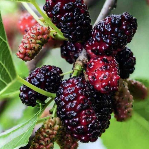Живці шовковиці Чорна Перлина (5 штук)