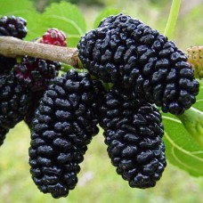 Живці шовковиці Галіція (5 штук)