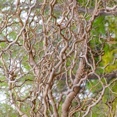 Саджанці звивистої шовковиці Тортуоза (привитий) Саджанці звивистої шовковиці Тортуоза (привитий)